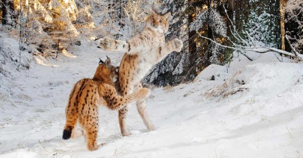 рысь на охоте