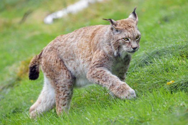 рысь большая