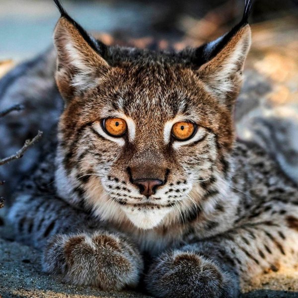 дикая кошка