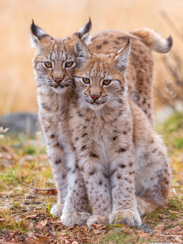 рысь детеныши рысята