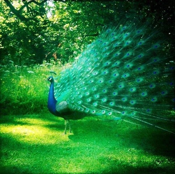 московский зоопарк павлин