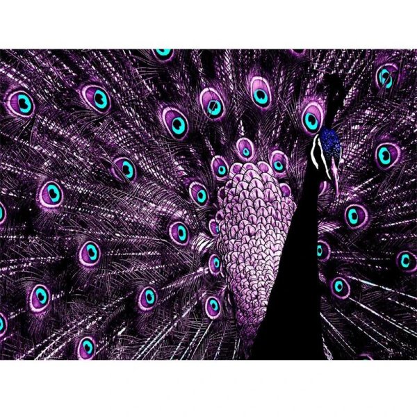 фиолетовый павлин