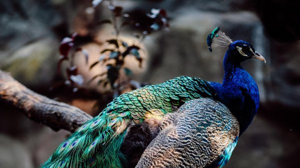 павлин обои