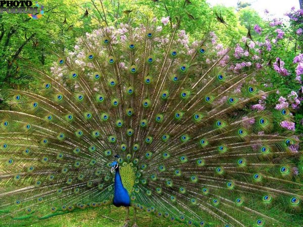 императорский павлин