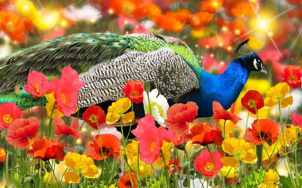 павлиний цветок