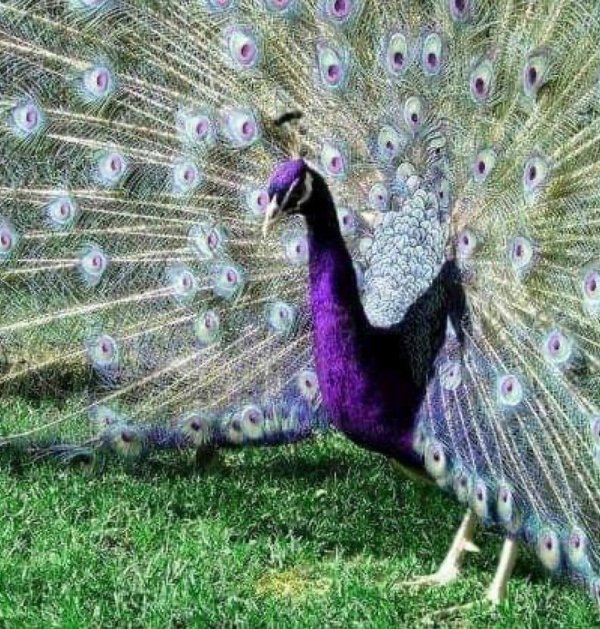 черноплечий павлин