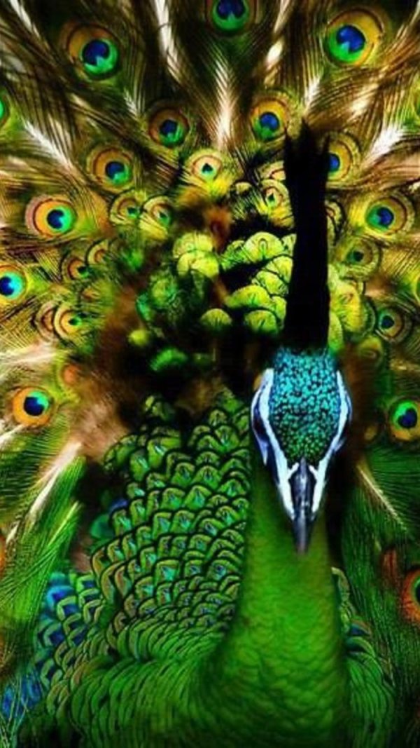 павлин красивый