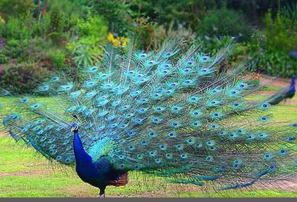 императорский павлин