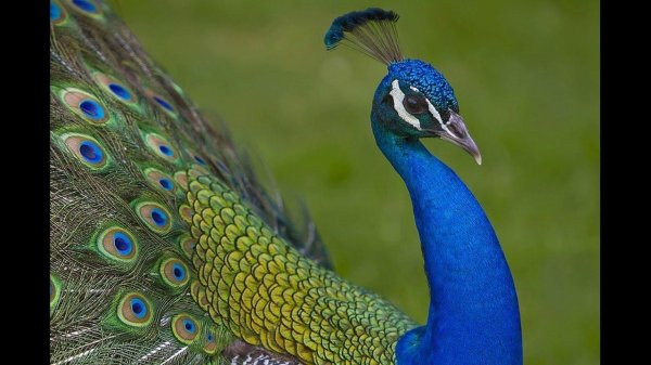 павлин pavo cristatus