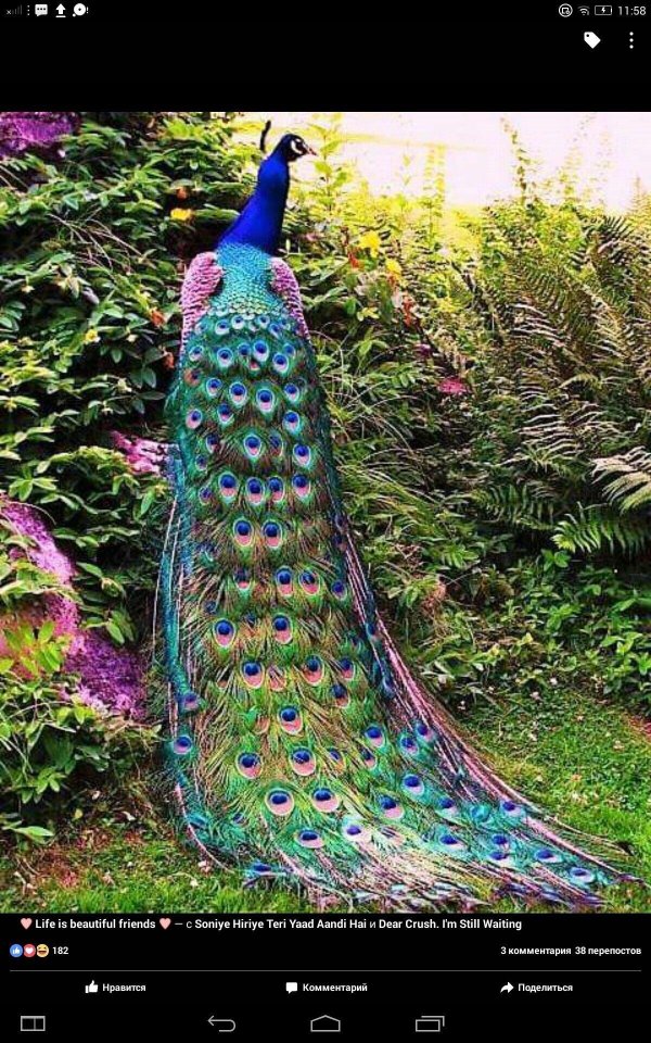 палаванский павлиний фазан