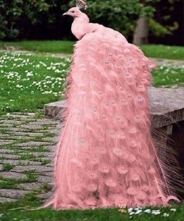 розовый павлин