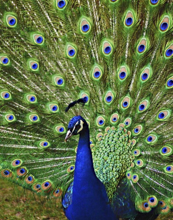 синекрылый павлин