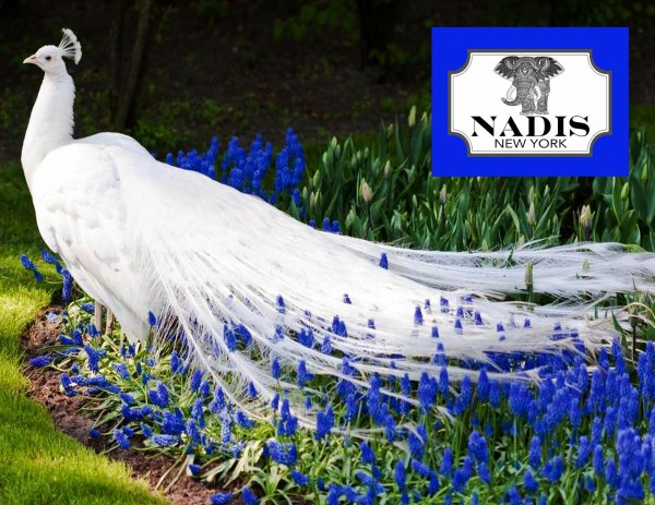 белые павлины