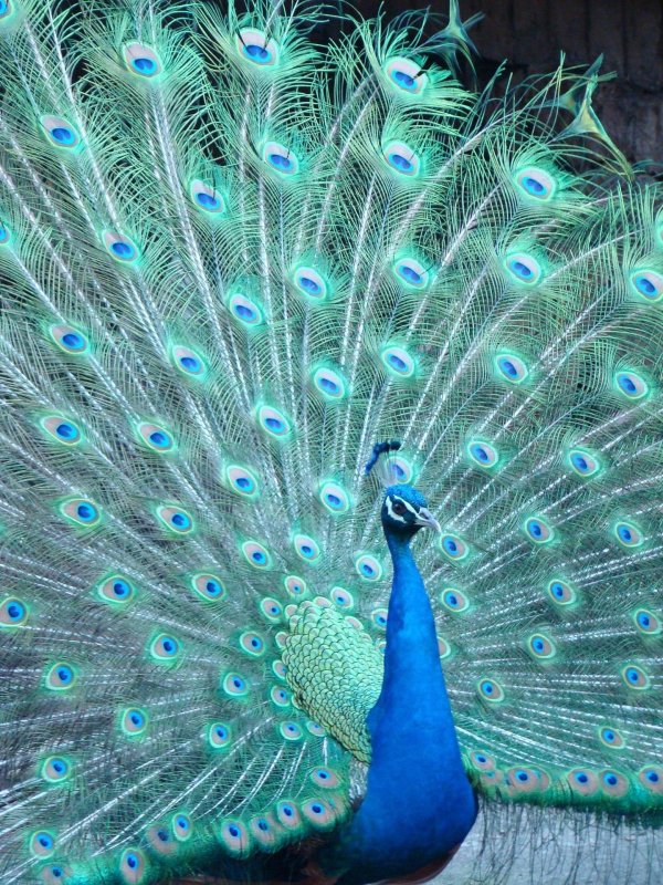 павлин pavo cristatus