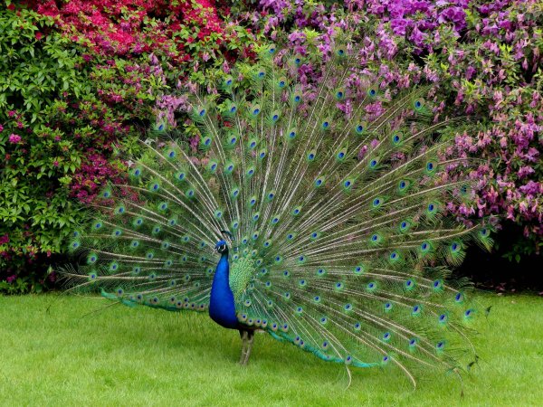 яванский павлин