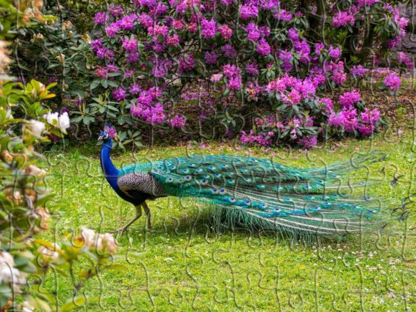 бистарс павлин