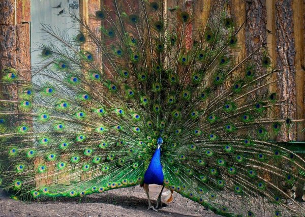 московский зоопарк павлин