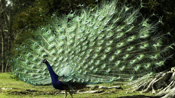 павлин бронзовый буфорда