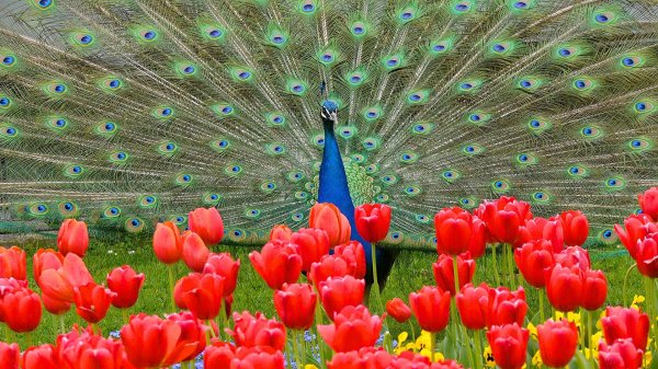 павлин аквилейский