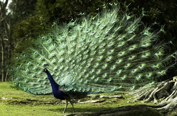 павлин бронзовый буфорда