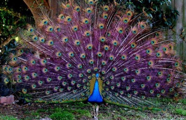 павлин красивый