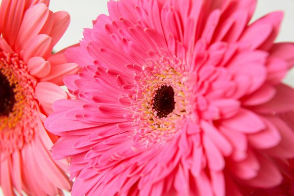 красивые герберы