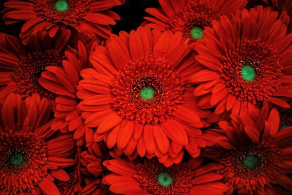 минигербера красная