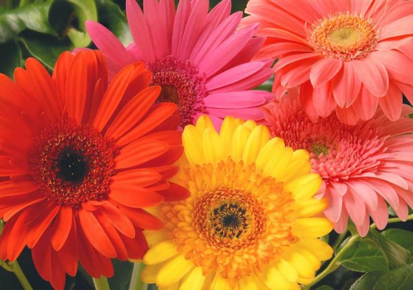 герберы цветы садовые