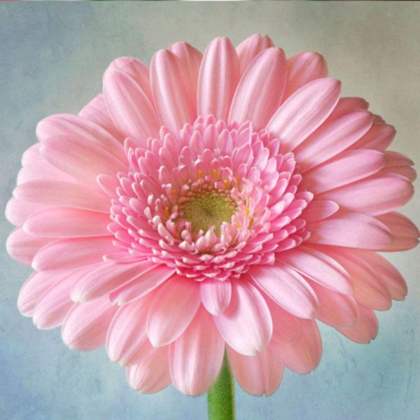 цветок гербер