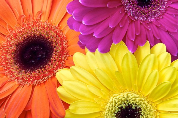 цветные герберы