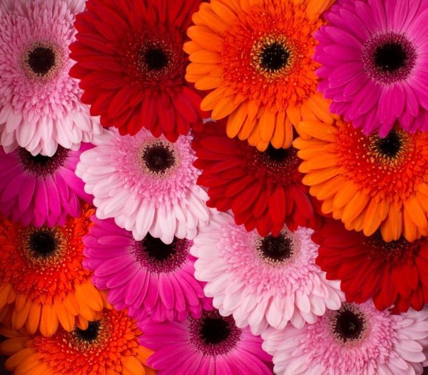 герберы разноцветные
