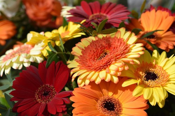 букет гербер