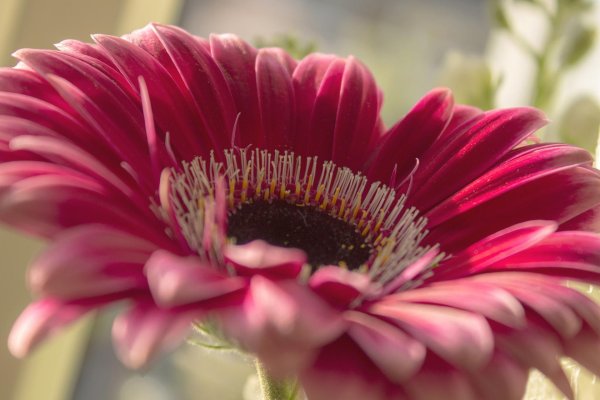 гербера фулл мун