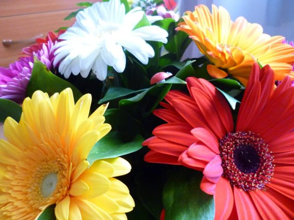 яркие герберы