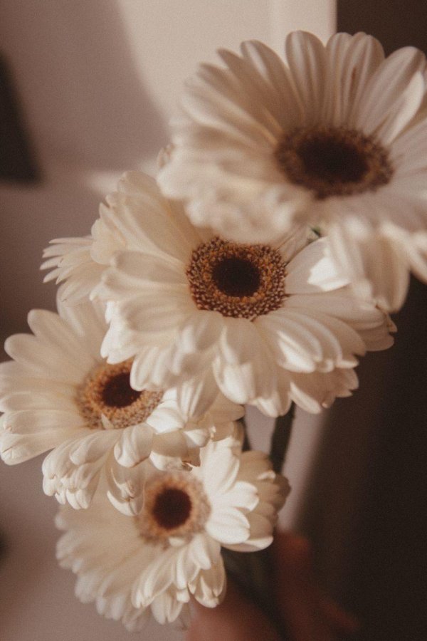 цветок гербер