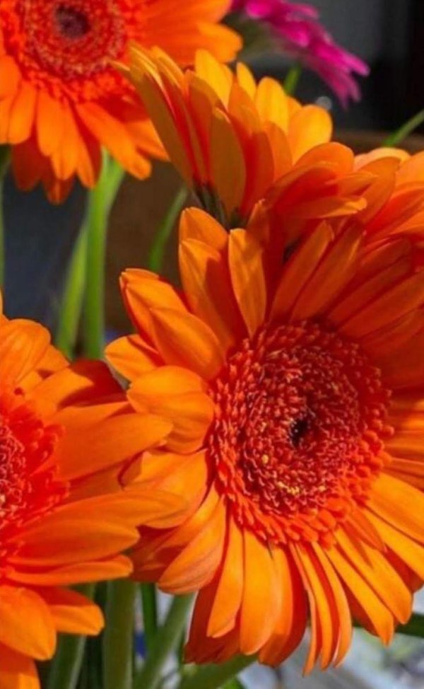 цветы оранжевого цвета