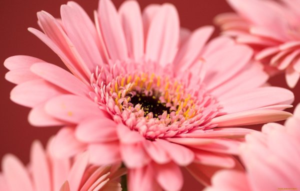 красивые герберы