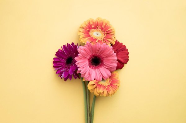 букет гербер