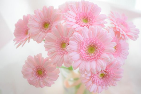 маргаритка гербер