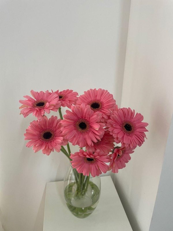 цветок гербер