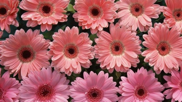 цветок гербер