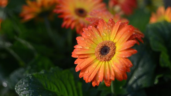 листья герберы