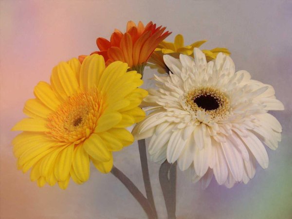 красивые герберы