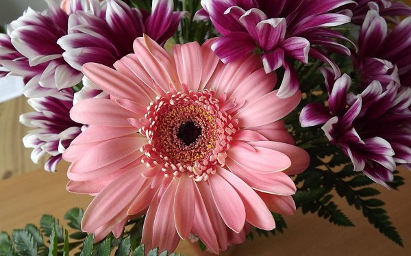 цветок гербер