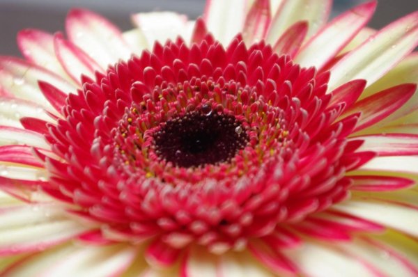 цветок гербер