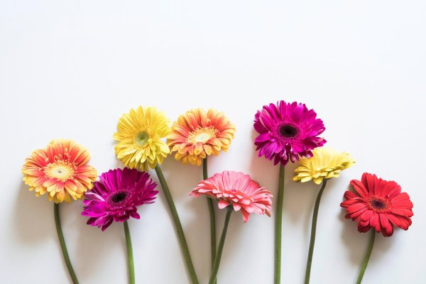 герберы цветы