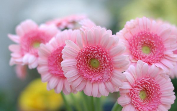 маргаритка гербер