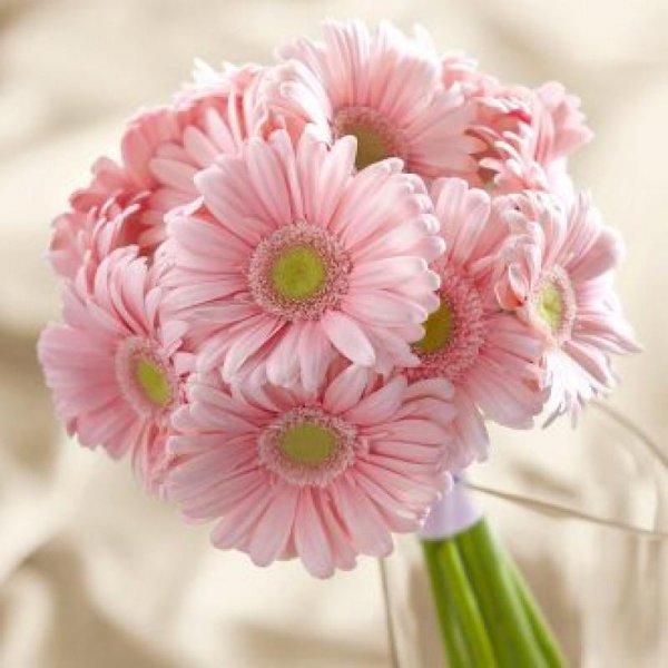 букет невесты из гербер