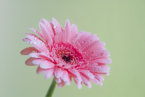 розовые герберы