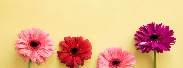 герберы фон